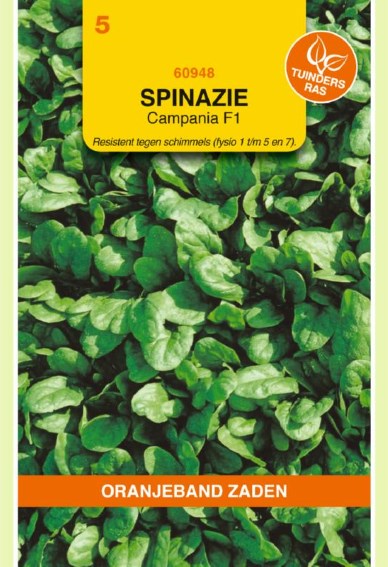 Spinazie Campania F1 (Spinacia oleracea) 1125 zaden